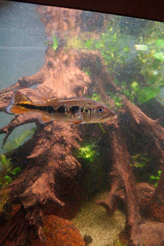 Peacock bass, Ophalen of Verzenden, Nieuw