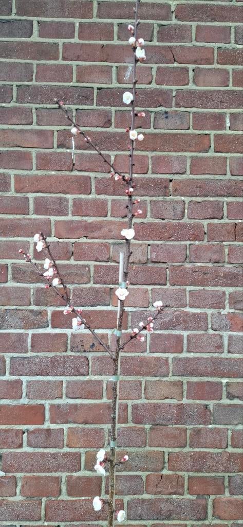 Prunus armeniaca, abrikoos, Ophalen, Volle zon, Overige soorten