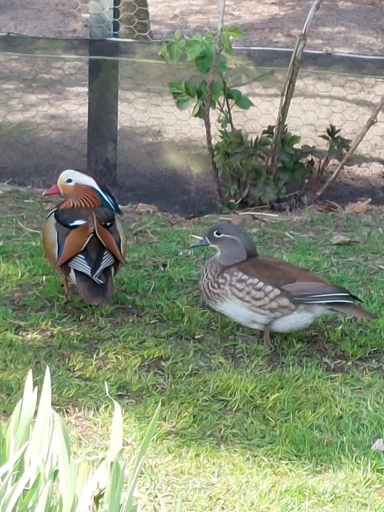 Broedeieren Manderijneend, Geslacht onbekend, Kip