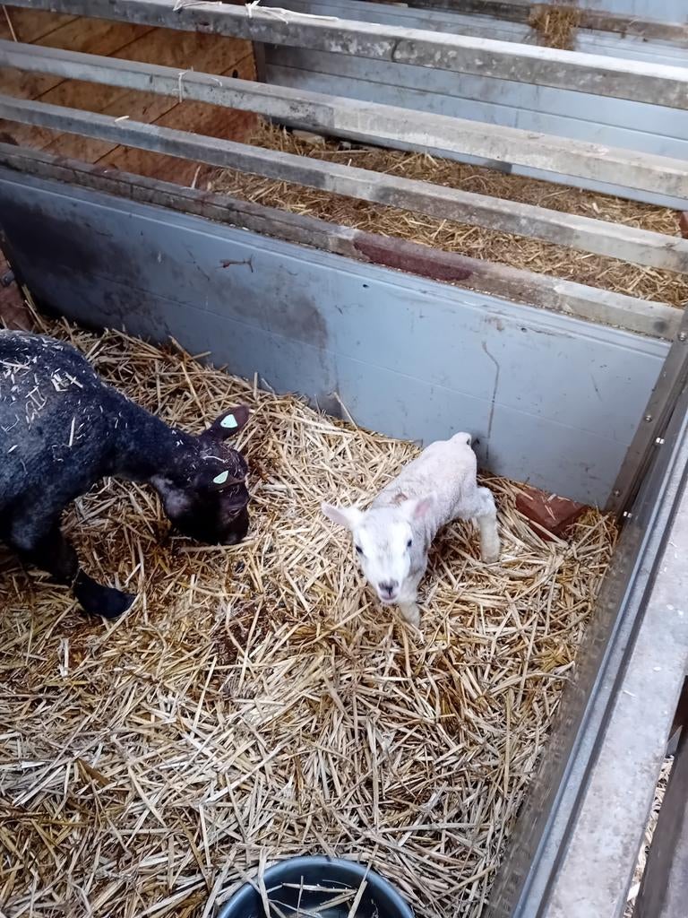 fleslam, Dieren en Toebehoren, Mannelijk, Schaap, 0 tot 2 jaar