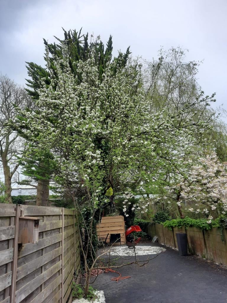 Boomonderhoud (Snoeien, kappen, zagen, snipperen), Ophalen, Volle zon, Overige soorten