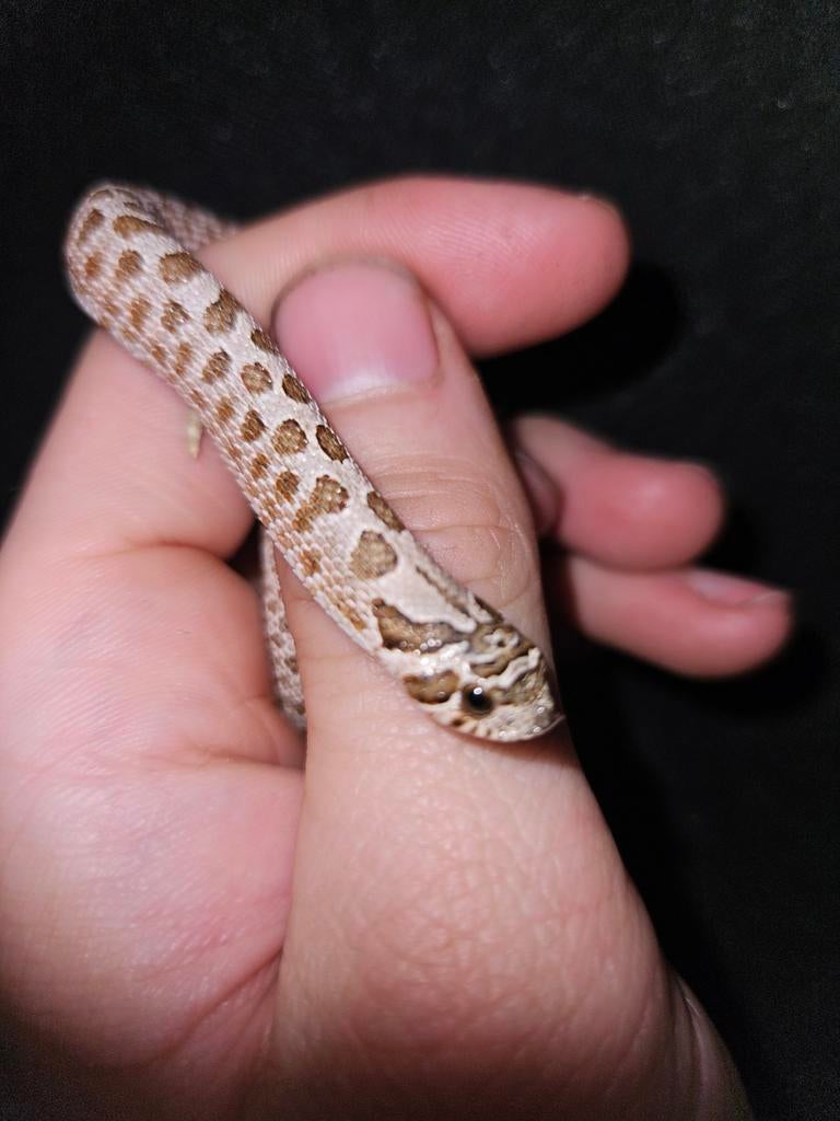 Haakneusslang Hognose Snake - male for sale from Jurian