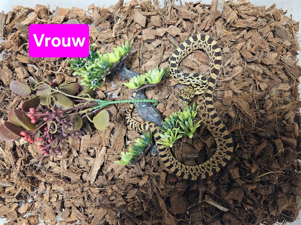 Pituophis catenifer sayi Stierslang, Slang, 0 tot 2 jaar