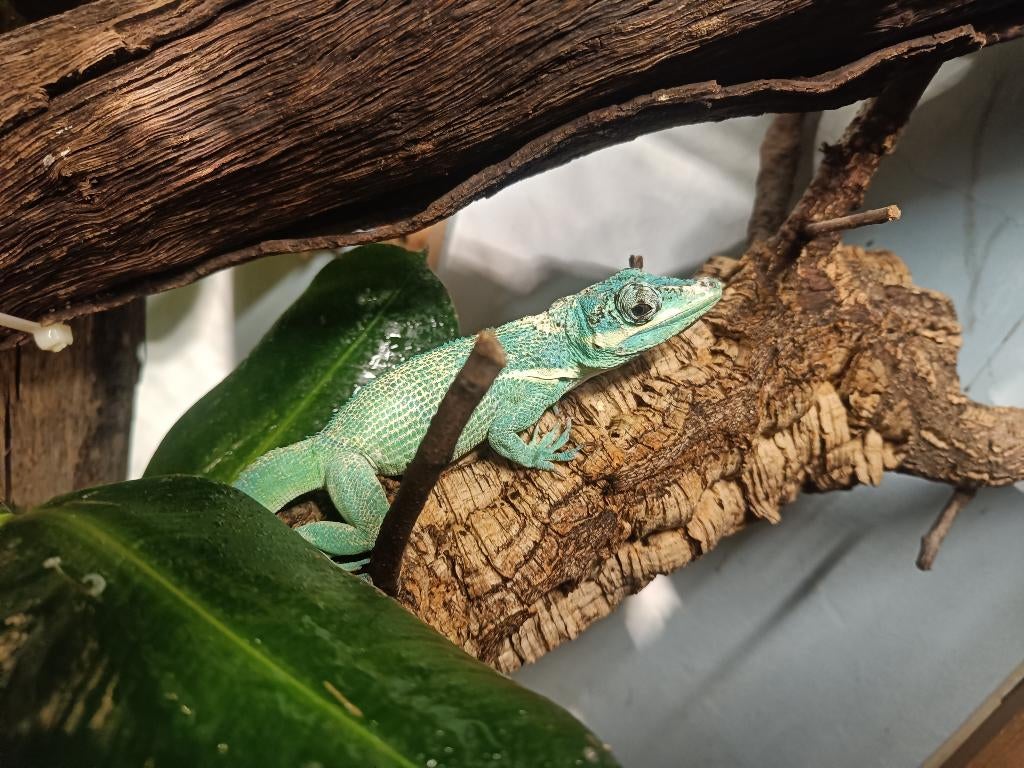 Anolis equestris, Hagedis, 3 tot 6 jaar