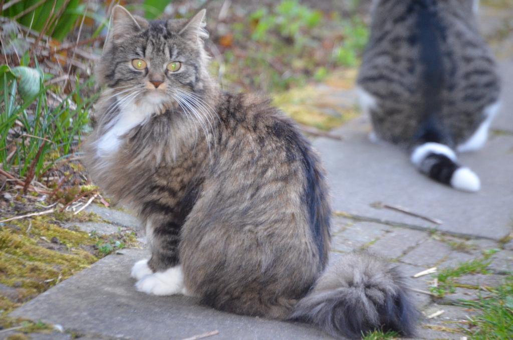 Gratis dieren oppas omgeving Houten, Dieren en Toebehoren, Maart, Meerdere dieren