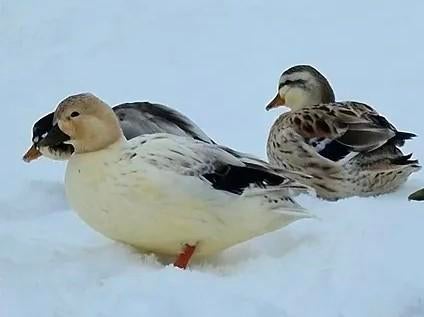 Koppel meeskleurige Hollandse kwakers, Dieren en Toebehoren, Meerdere dieren, Eend