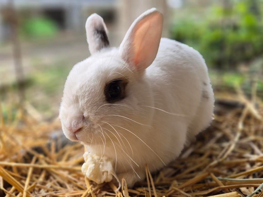 Leuk gecastreerd rammetje, Mannelijk, Klein, 0 tot 2 jaar