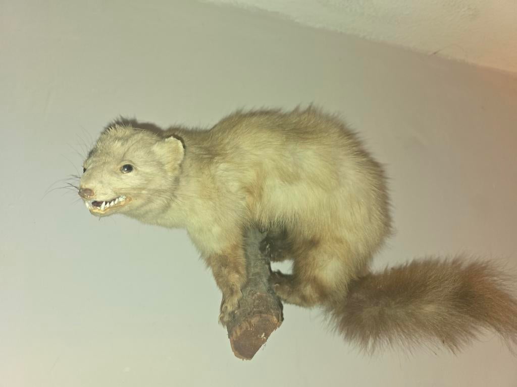 taxidermie opgezette steenmarter, Verzamelen, Dierenverzamelingen, Ophalen of Verzenden, Zo goed als nieuw, Vogel, Opgezet dier
