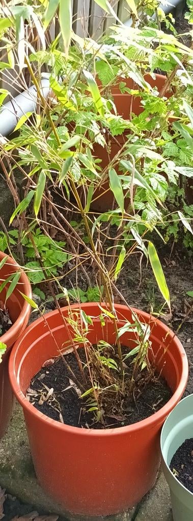Bamboe plant in pot - Ruinplant, Vaste plant, Siergrassen, Ophalen of Verzenden, Bloeit niet