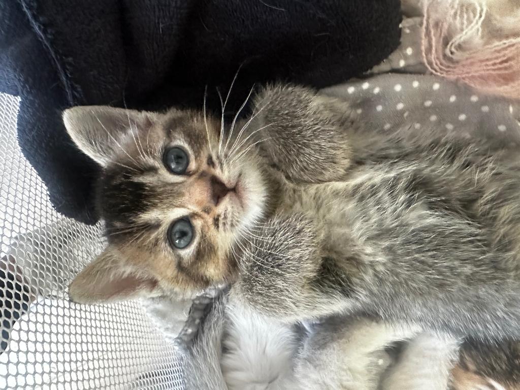 Brits korthaar x main coon, Dieren en Toebehoren, Kater, Ontwormd, 0 tot 2 jaar