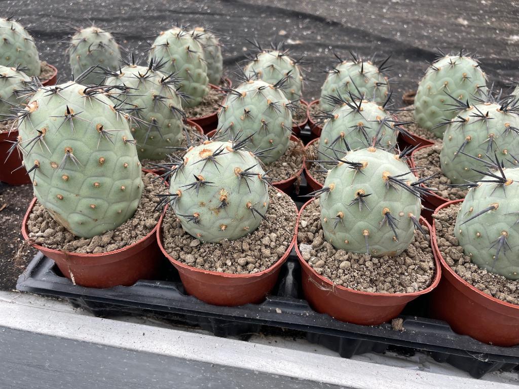 Cactus Tephrocactus Geometricus 'Diablo'11 cm pot.Argentinie, Ophalen of Verzenden, Minder dan 100 cm, Bloeiende kamerplant, Volle zon