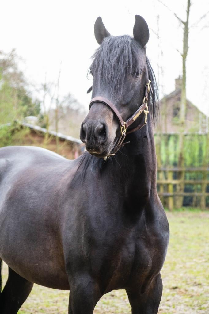 Davinciño YG PRE ter dekking, Dieren en Toebehoren, Paarden en Pony's | Dekhengsten en Fokmerries, Hengst