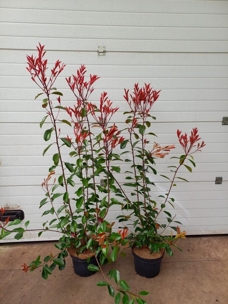 Photinia red robin 130/150cm €12,50, Ophalen, Overige soorten, 100 tot 250 cm