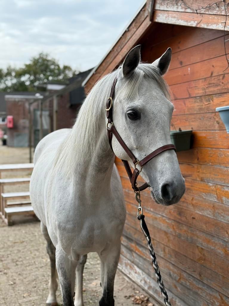9 jarige arabische volbloed ruin, Ruin, Recreatiepaard