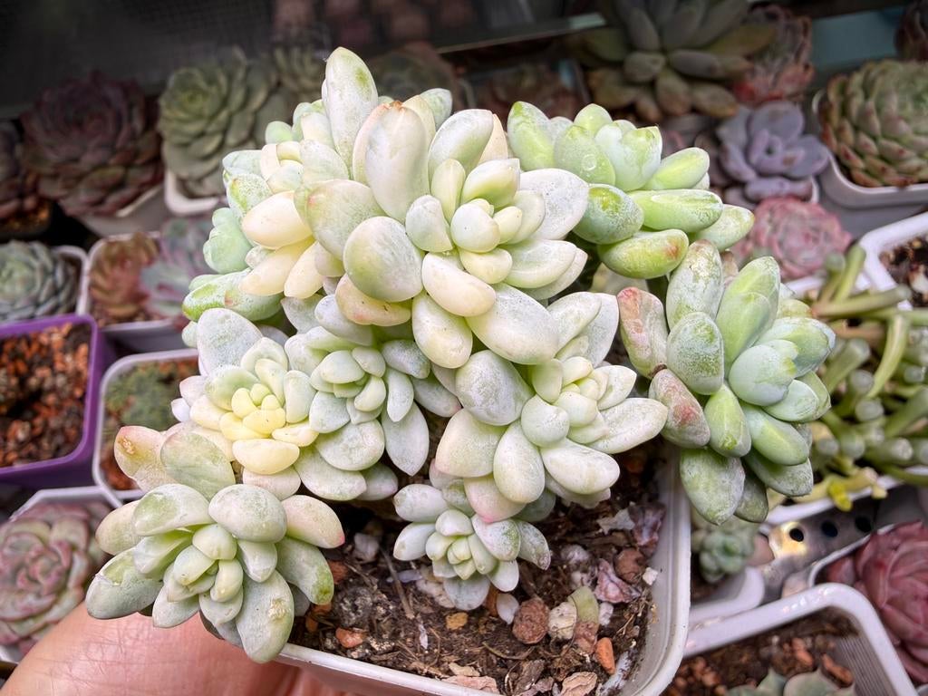 Sedum clavatum variegata/pot 7cm/vetplant/, Ophalen of Verzenden, Halfschaduw, Minder dan 100 cm