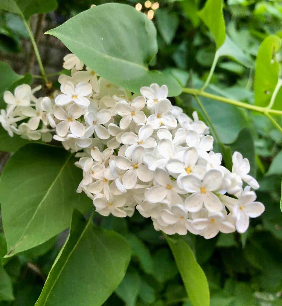Syringa vulgaris 'Mme Lemoine' stekken, Ophalen, Overige soorten, Struik, Minder dan 100 cm