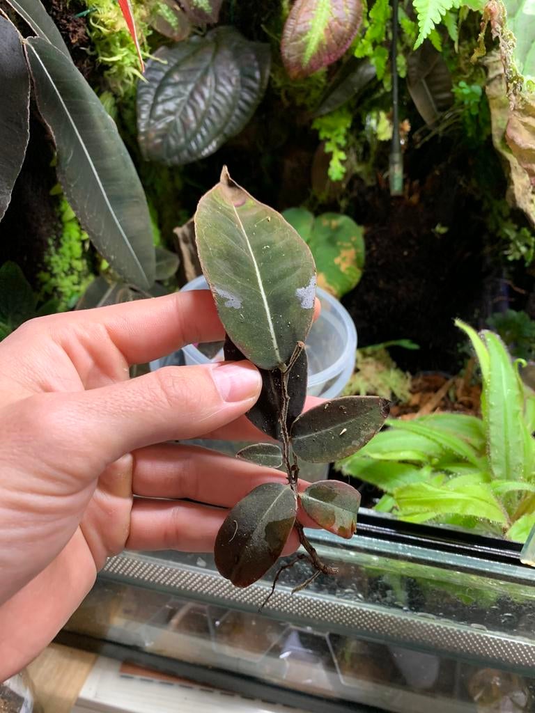 Marcgravia el coca, Huis en Inrichting, Kamerplanten, Ophalen of Verzenden, Halfschaduw, Minder dan 100 cm