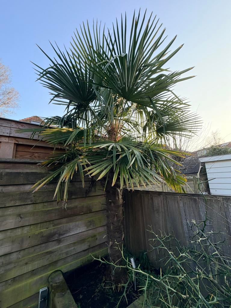 Palm Trachycarpus fortunei Chinese Waaierpalm 300cm, Tuin en Terras, Planten | Bomen, Ophalen, Halfschaduw, 250 tot 400 cm, Zomer