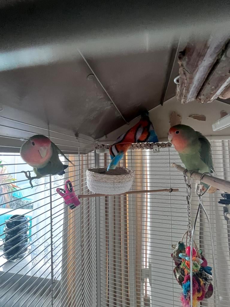 Dwergpapegaai (agapornis roseicollis), Dieren en Toebehoren, Dwergpapegaai of Agapornis