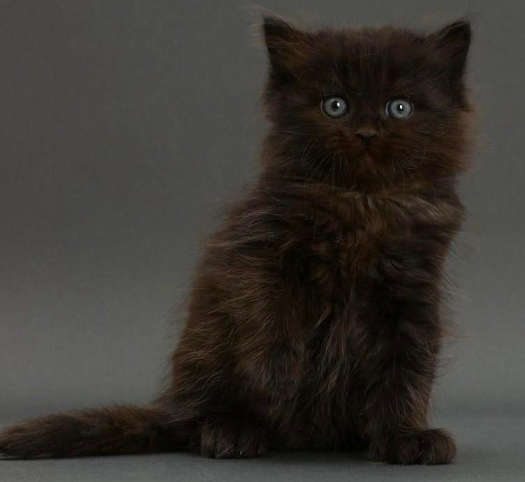 Kitten gevraagd!!!30 april kunnen wij een gouden mandje zijn, Geslacht onbekend, Ontwormd