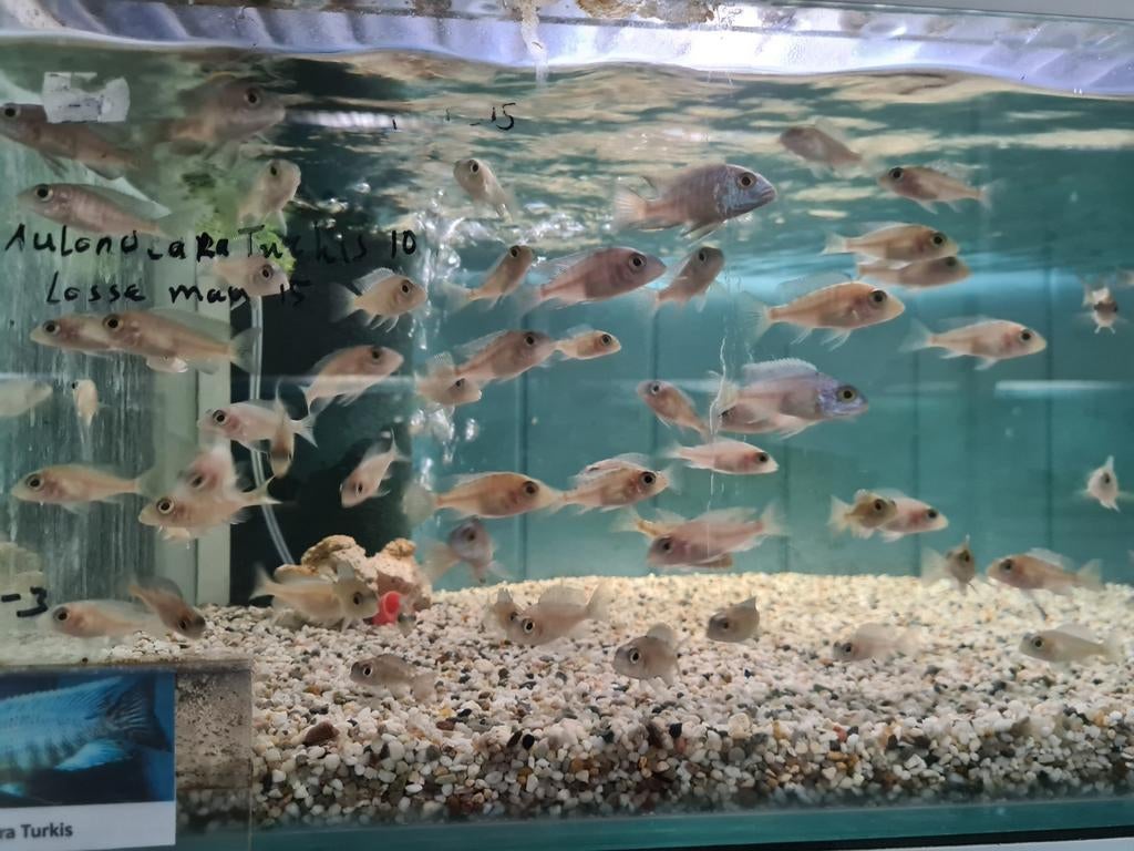 Aulonocara Turkis Malawi Cichliden, Vis, Zoetwatervis