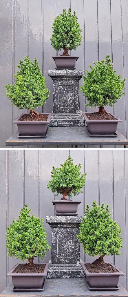 5 Bonsai Chamaecyparis thyoide- Coniferen- 23 Cm Hoog., Tuin en Terras, Planten | Bomen, Overige soorten, Minder dan 100 cm, Halfschaduw