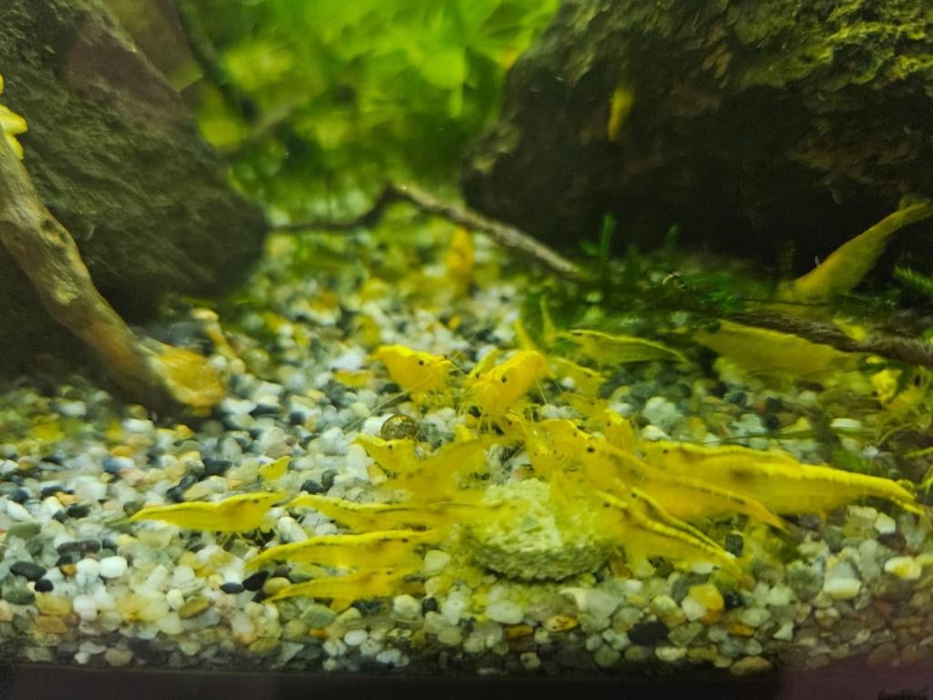 Gele garnalen/ Citroengarnalen, Dieren en Toebehoren, Vissen | Aquariumvissen, Kreeft, Krab of Garnaal