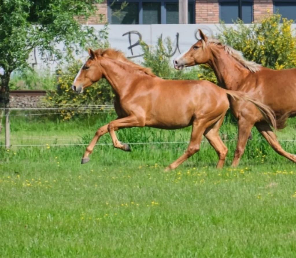 Verzorger gezocht voor lusitano merrie in Eennes (2 dagen, Dieren en Toebehoren, Paarden en Pony's | Overige Paardenspullen, Ophalen of Verzenden