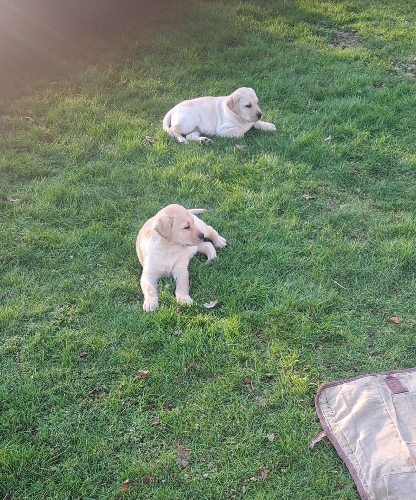 Hele lieve labrador pups te koop, 8 tot 15 weken, Labrador retriever, Meerdere, Meerdere dieren