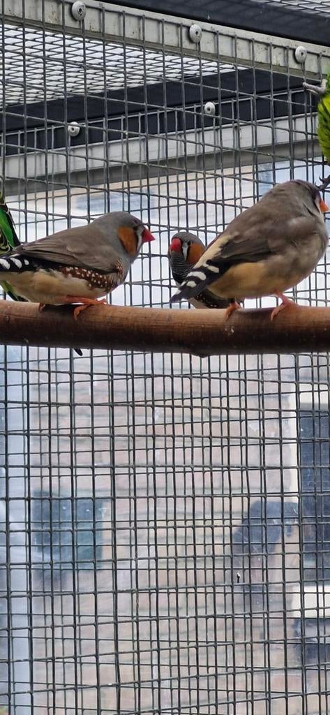 Zebravinken, Meerdere dieren
