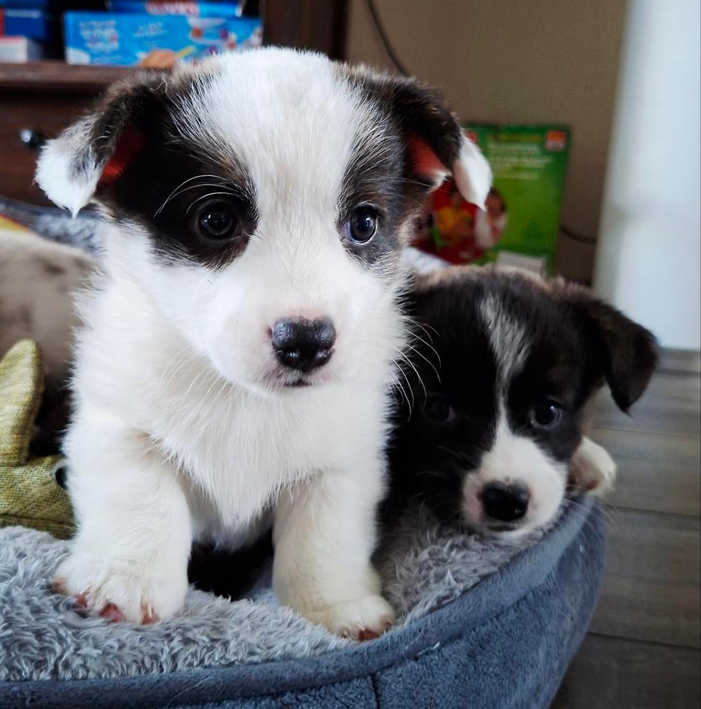 Welsh Corgi Cardigan pups, 8 tot 15 weken, Meerdere, Meerdere dieren, Nederland