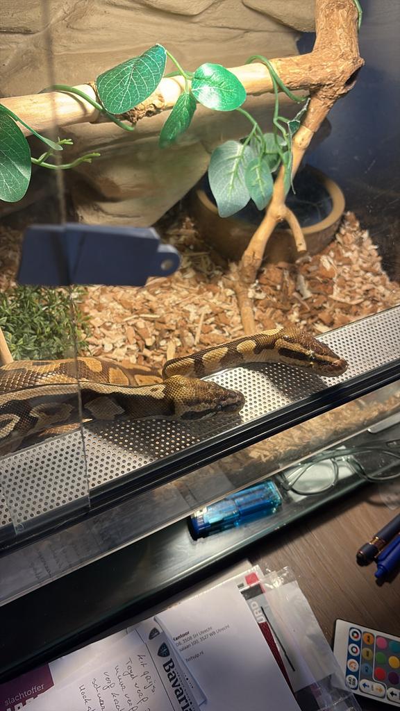 2x koningspython + terrarium Ball Python - female for sale from ts8xd9br5j