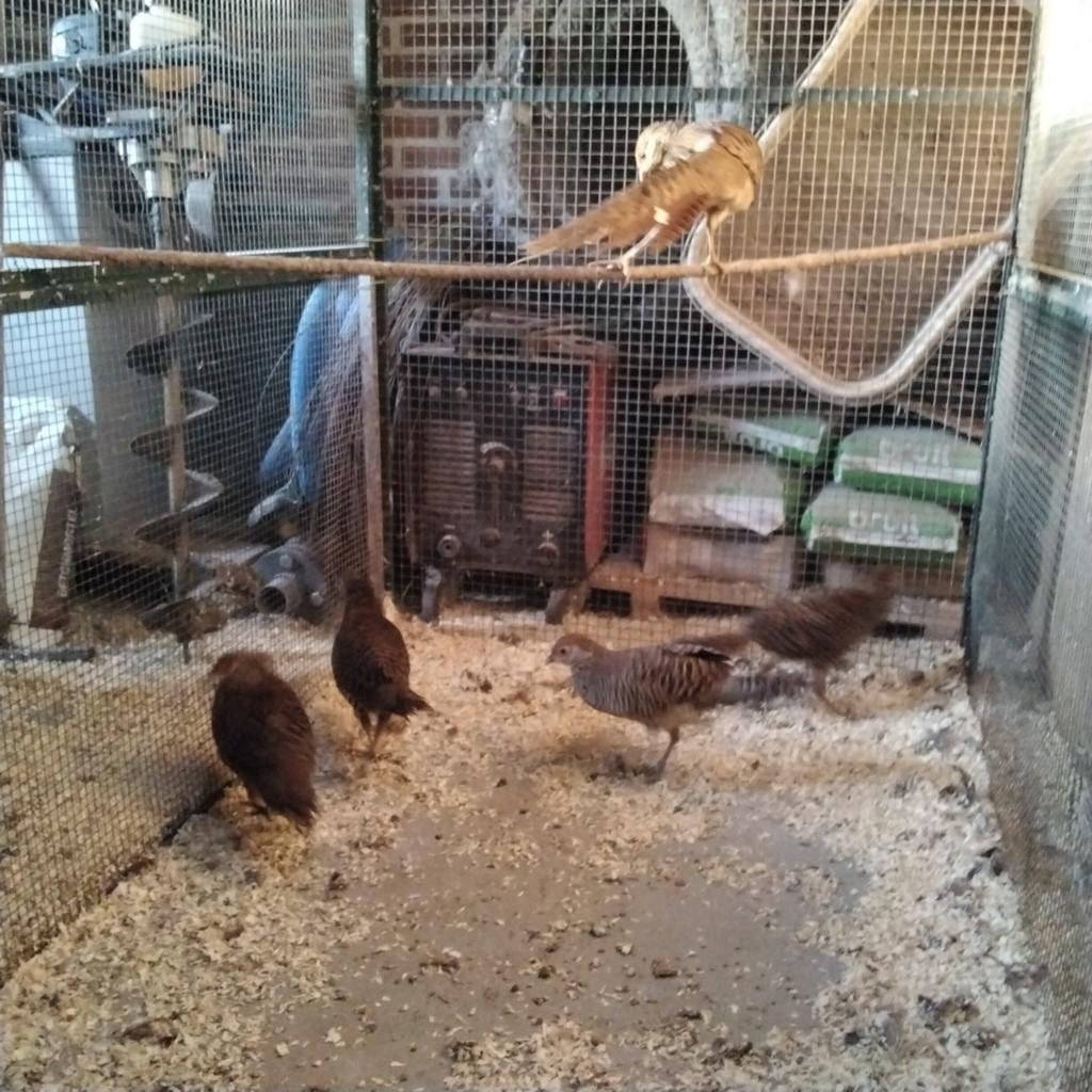 Goudfazanten, Dieren en Toebehoren, Meerdere dieren, Kip