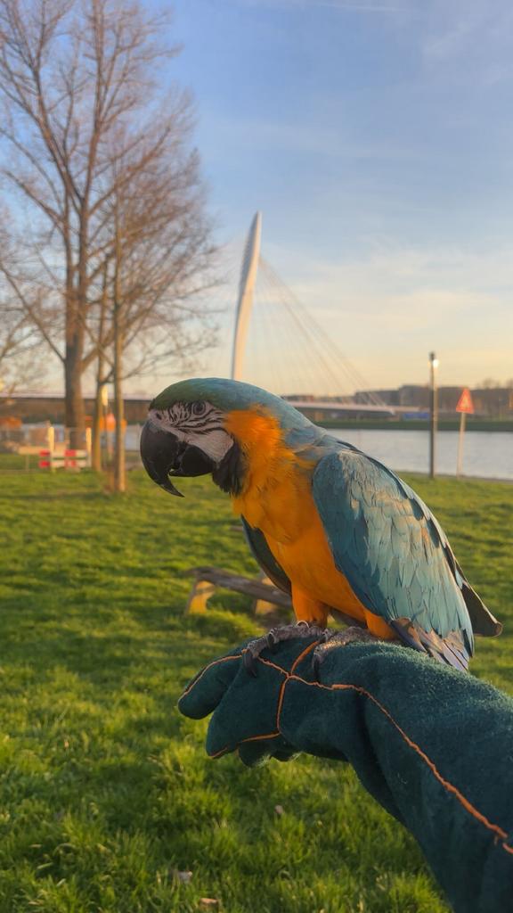 Tam ara papagaai., Dieren en Toebehoren, Vogels | Parkieten en Papegaaien, Vrouwelijk, Papegaai, Tam