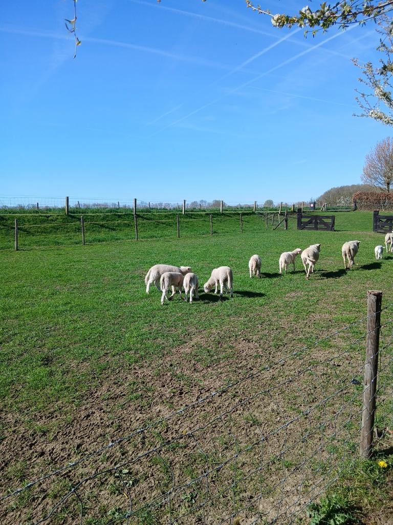 Te koop: nolana schapen stamboek, Mannelijk, Schaap