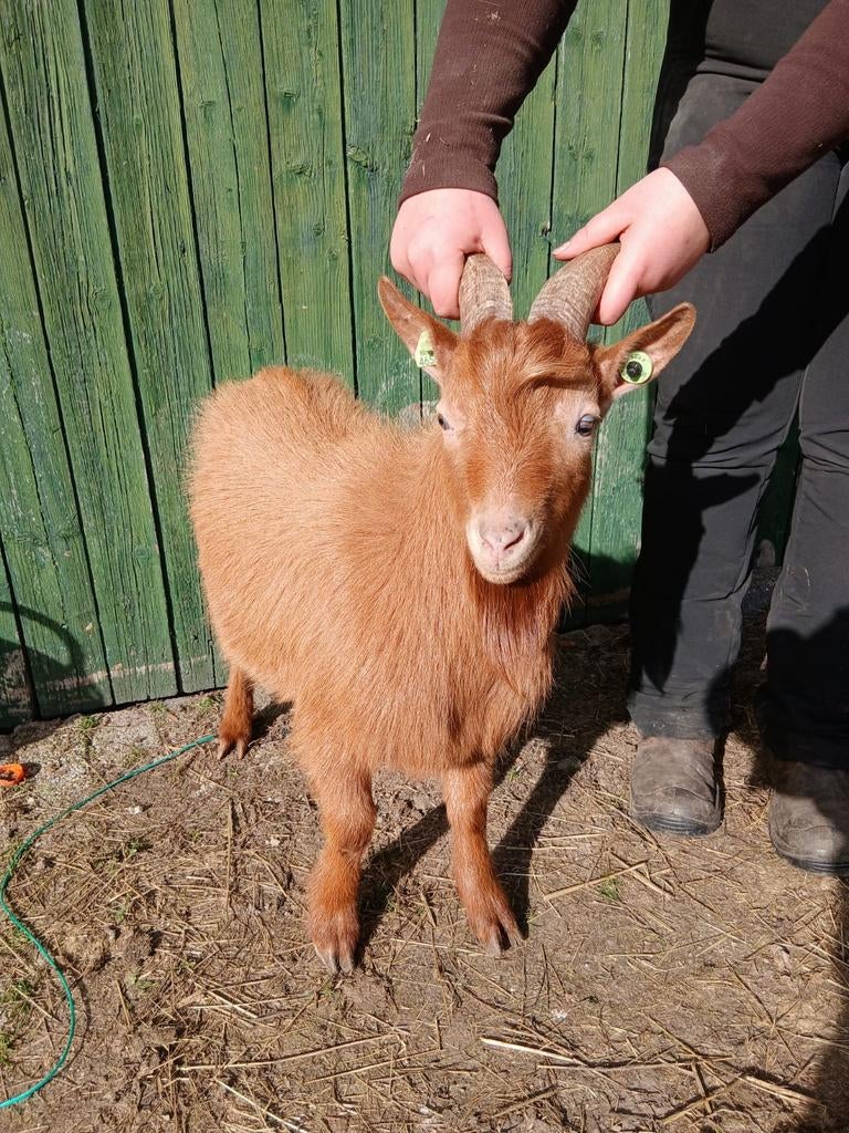 Geiten bokje te koop, Dieren en Toebehoren, Mannelijk, Geit
