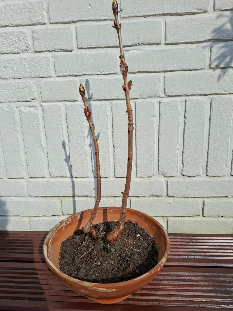 Bonsai dubbele Kastanje in knop, Overige soorten, Minder dan 100 cm, Zomer, Ophalen