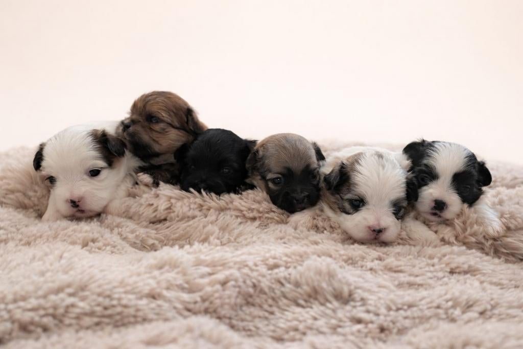 Shihpom pups, Overige rassen, 8 tot 15 weken, Meerdere, Meerdere dieren