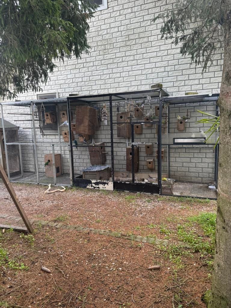 Vogel opvang, Dieren en Toebehoren, Vogels | Parkieten en Papegaaien, Mannelijk, Parkiet
