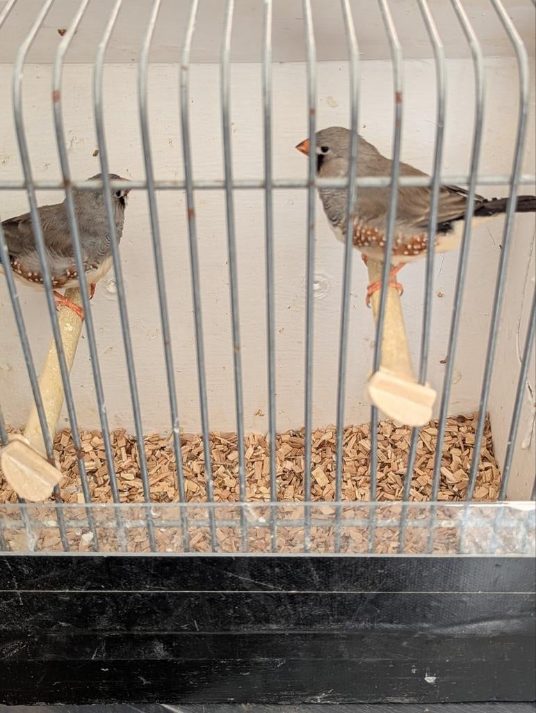 ZEBRAVINK mannen, Dieren en Toebehoren, Vogels | Kanaries, Kleurkanarie, Meerdere dieren