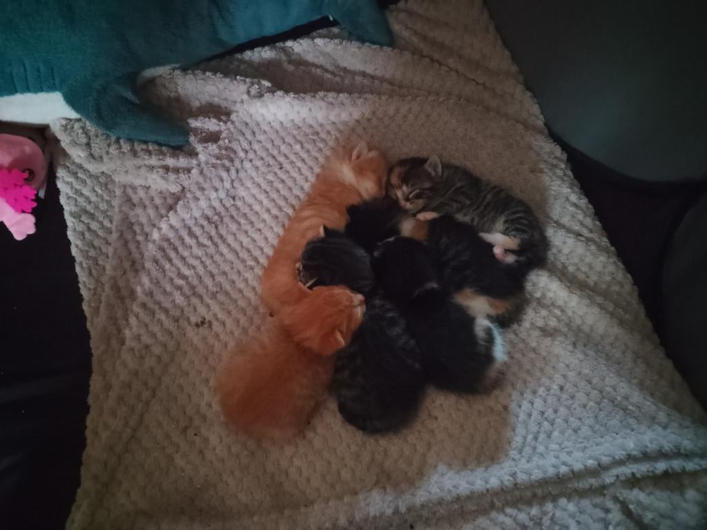 Kittens, Dieren en Toebehoren, Katten en Kittens | Overige Katten, Meerdere dieren, Kortharig, 0 tot 2 jaar