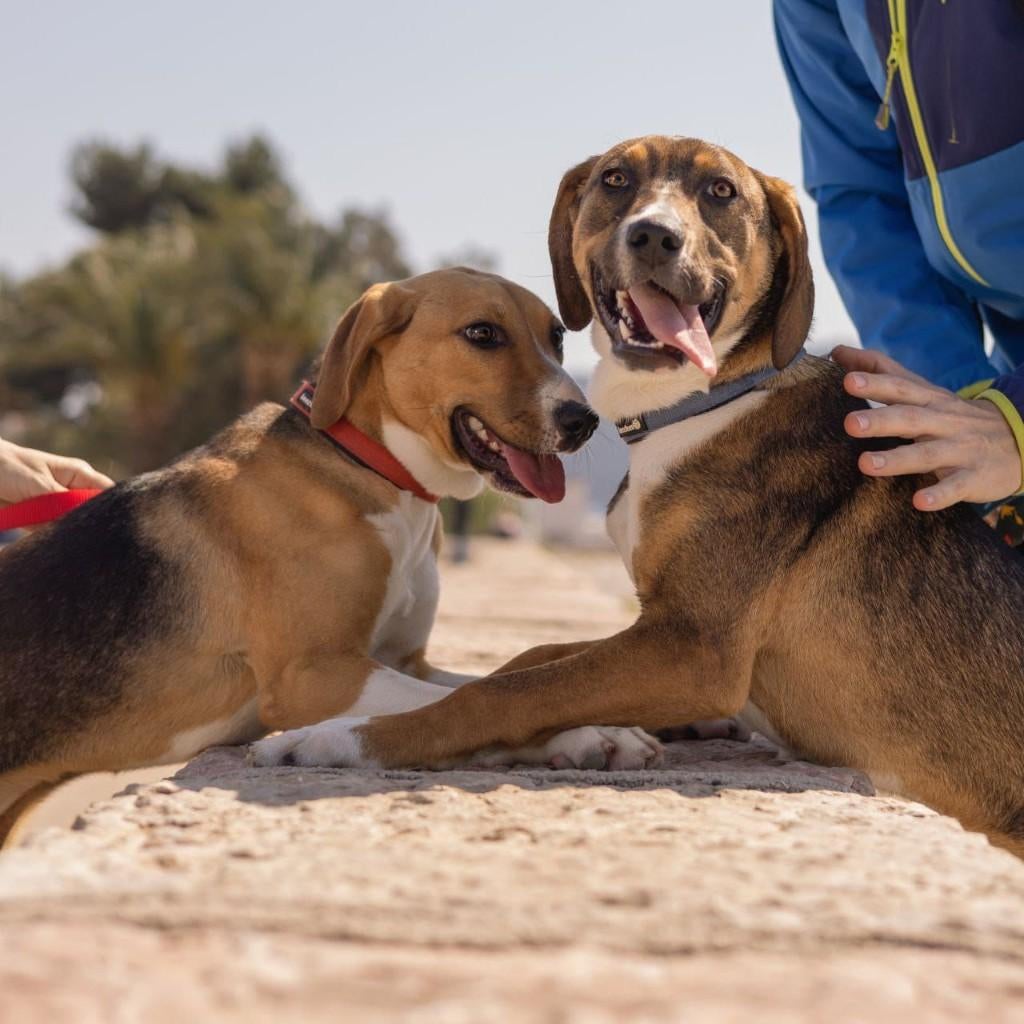Lieve jonge honden zoeken een warm thuis, Particulier, 1 tot 2 jaar, Buitenland, Parvo