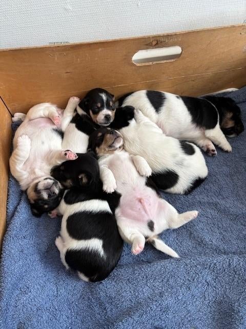 Jack Russel pups opgegroeid op boerderij, Parvo, Jack Russell Terriër, 8 tot 15 weken, Meerdere