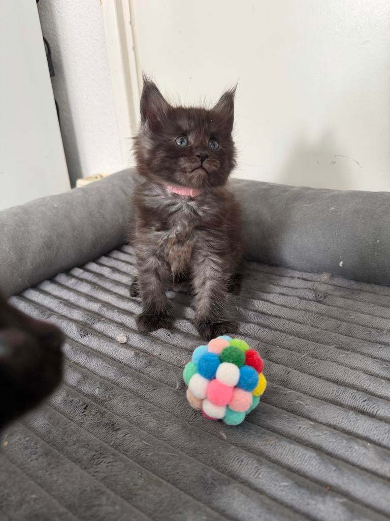 Maine coon kittens met stamboom, Meerdere dieren, Ingeënt