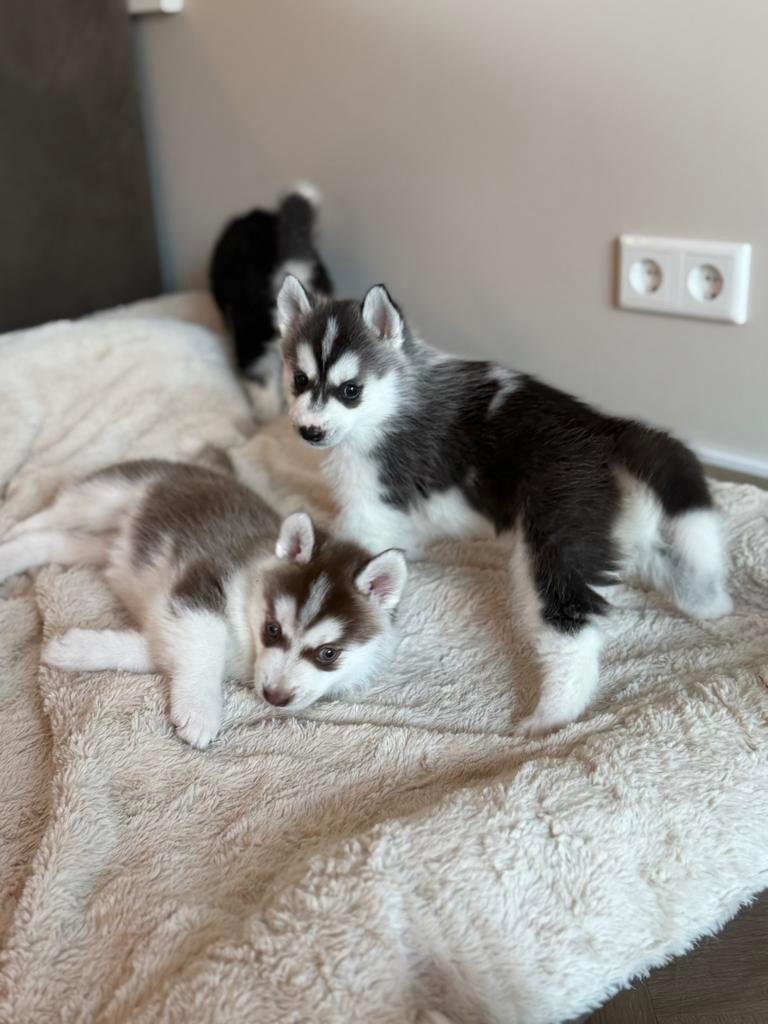 Pomsky puppy,s, Parvo, Overige rassen, 8 tot 15 weken, Meerdere