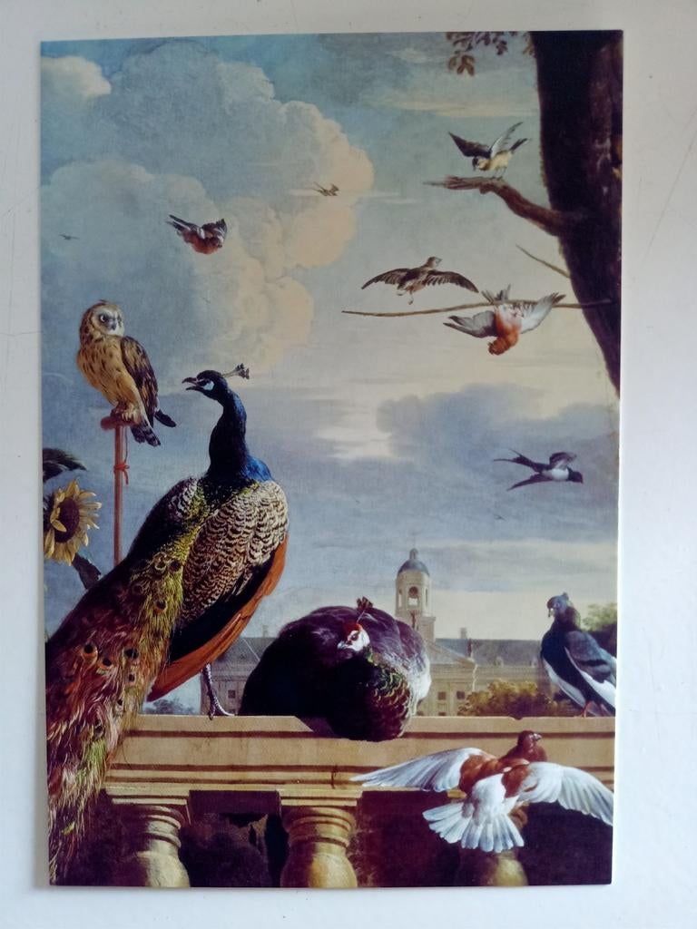 Diverse vogels pauw zwaluw duif duiven uil uilen, Ophalen of Verzenden, 1980 tot heden, Vogel