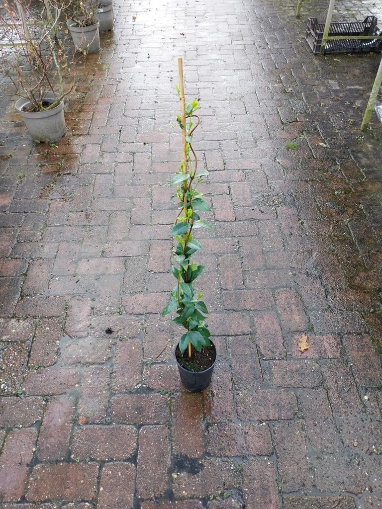 Toscaanse jasmijn 60-80 cm, Ophalen, Volle zon