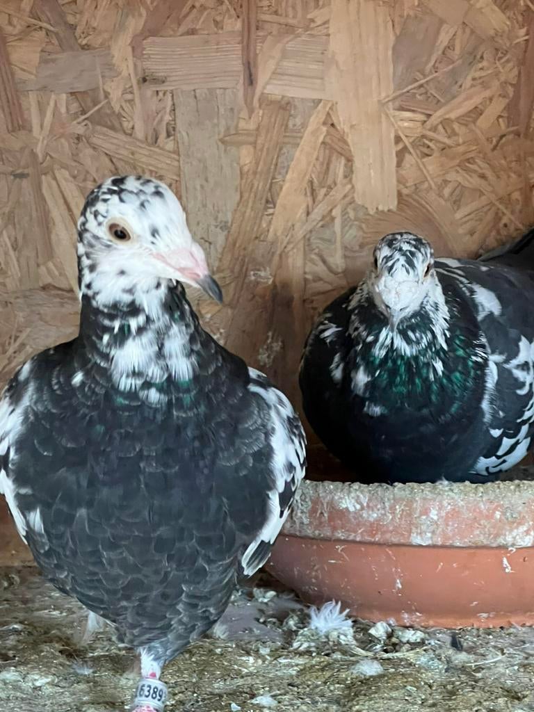 Postduiven kleur post duiven, Dieren en Toebehoren, Meerdere dieren, Postduif