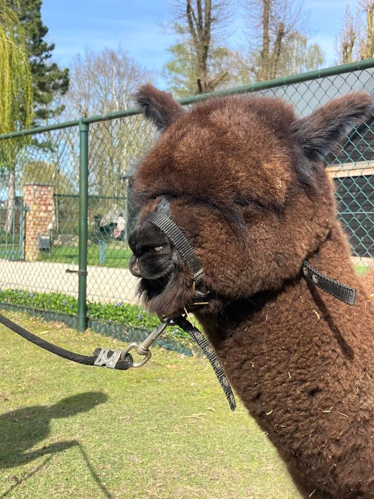 Te koop alpaca hengst veulen, Dieren en Toebehoren, Overige Dieren, Juli, Mannelijk