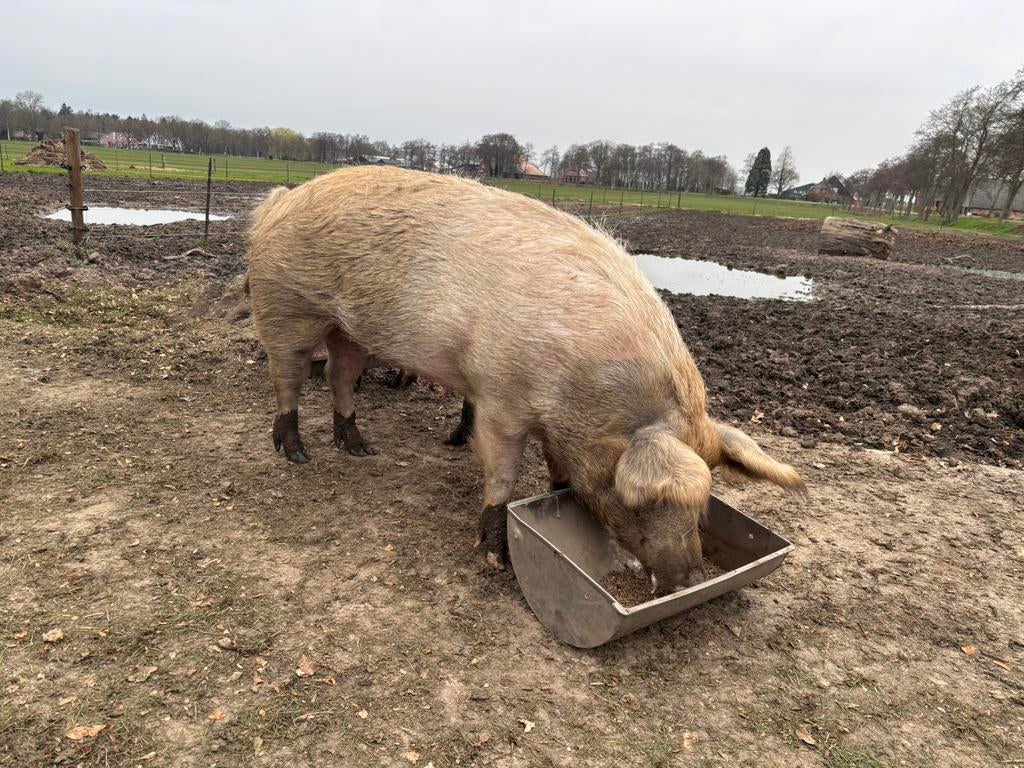 Husumer zeugen te koop, Dieren en Toebehoren, Schapen, Geiten en Varkens, Vrouwelijk, Varken, 0 tot 2 jaar